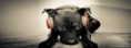 /album/musica/cachorroouvindomusica-712x264-jpg/